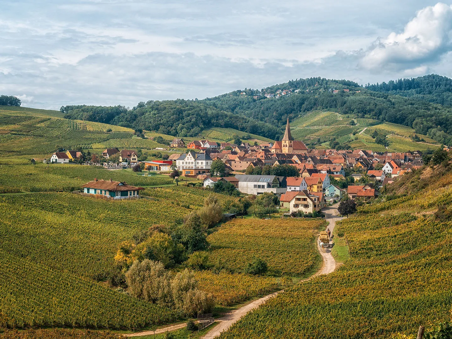 Alsace Vineyard Trail