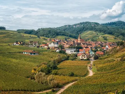 Alsace Vineyard Trail