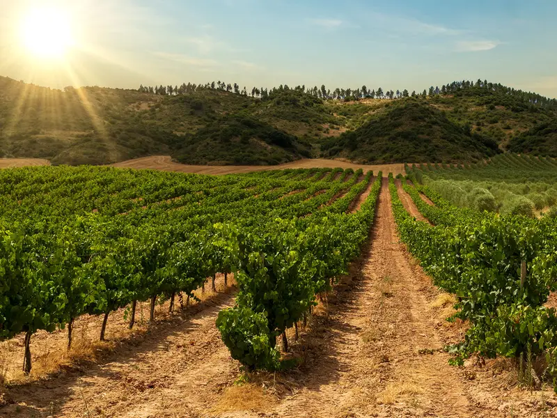 Camino Francés (Rioja Segment)