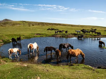 Dartmoor Way