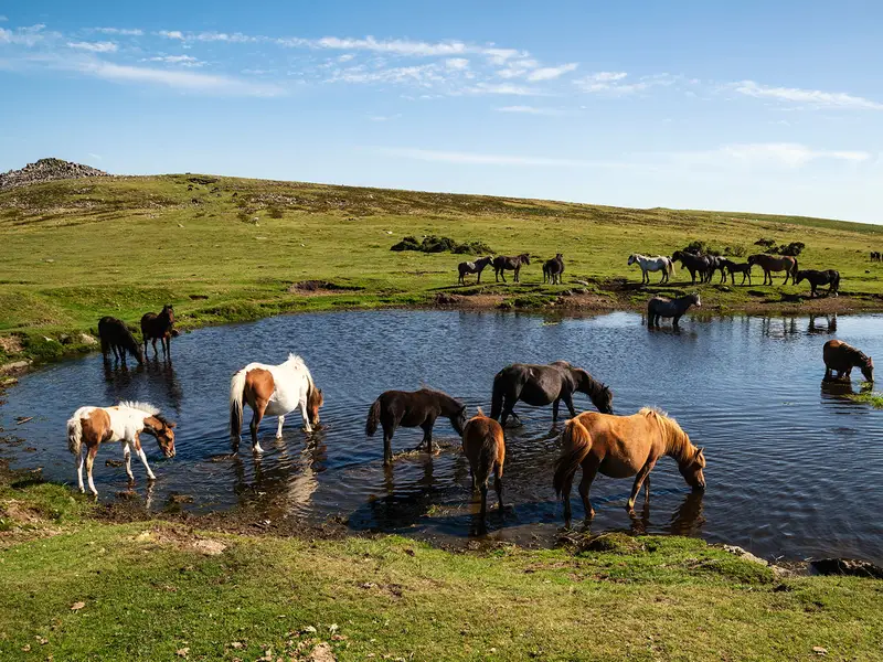 Dartmoor Way