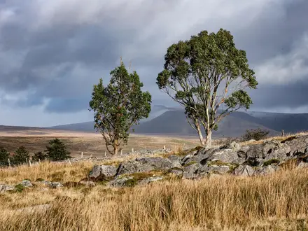 Epynt Way