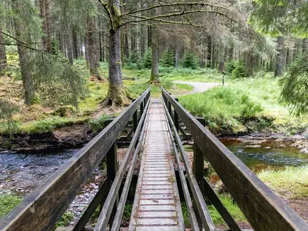 Hafren Forest Trail