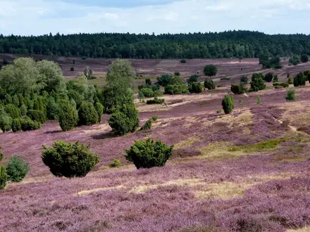 Lüneburger Heide Path