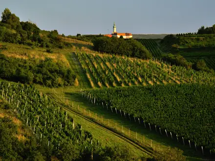 Mikulov Wine Trail