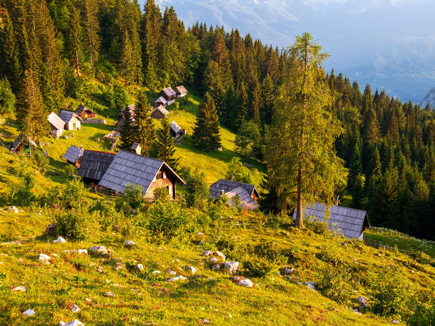 Pokljuka Plateau Trails