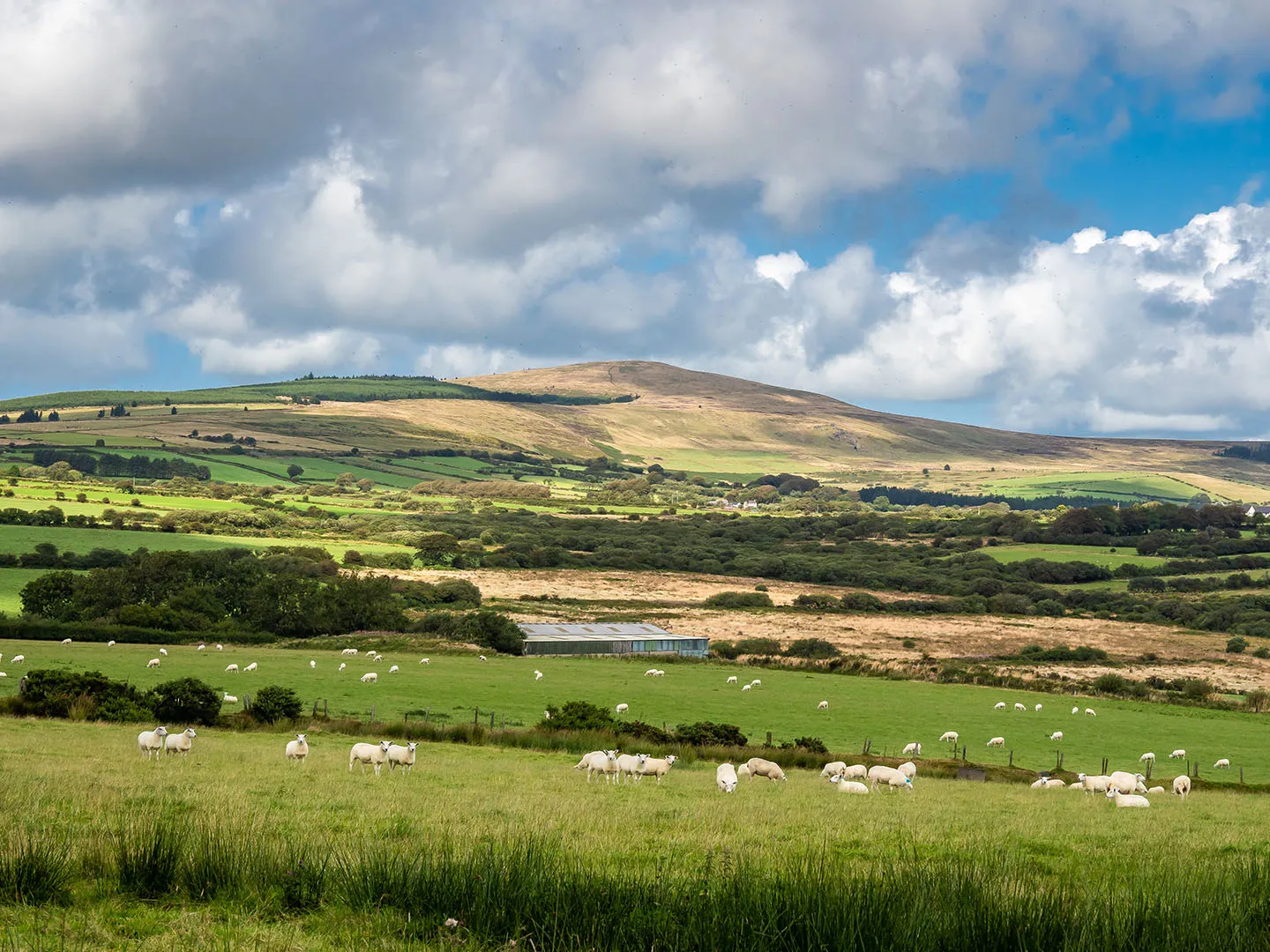 Preseli Hills Golden Road