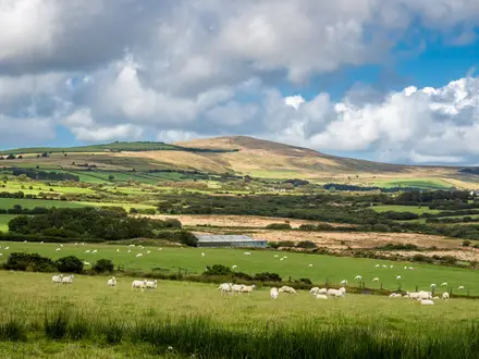 Preseli Hills Golden Road