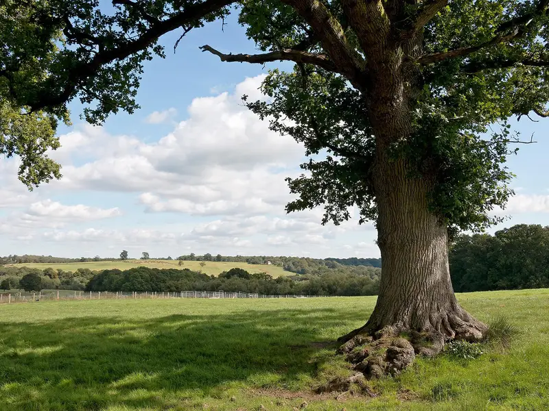 Sussex Border Path