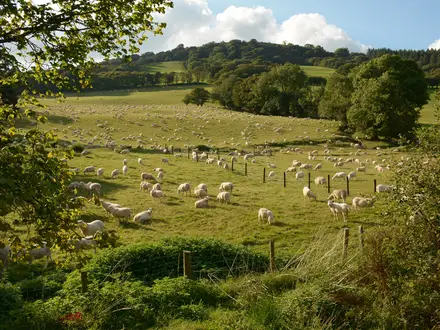 The Ann Griffiths Walk
