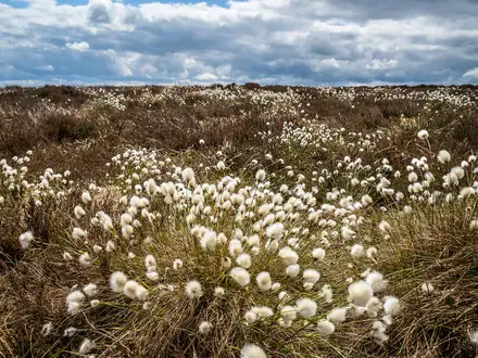 The Peatlands Way