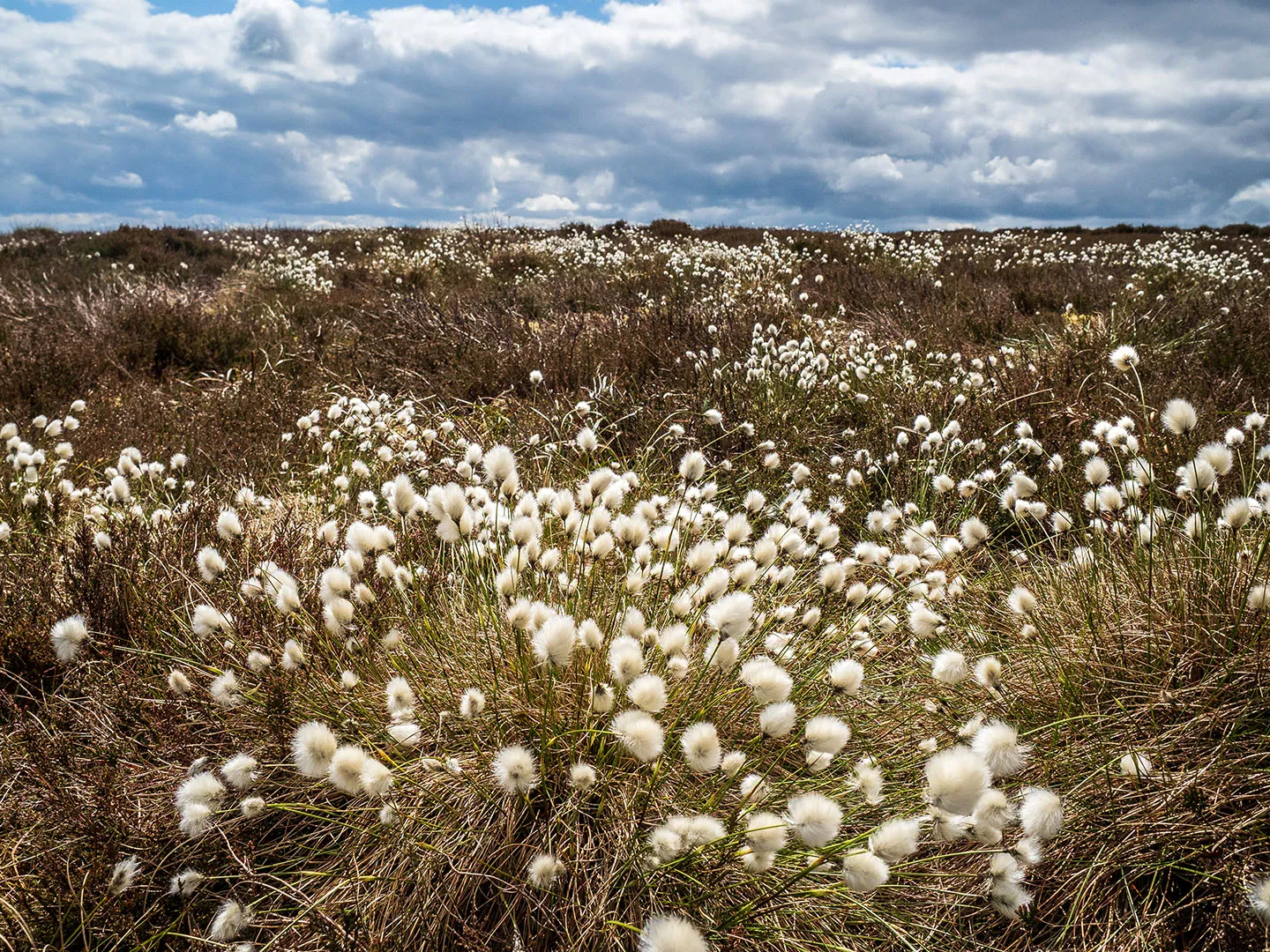 The Peatlands Way