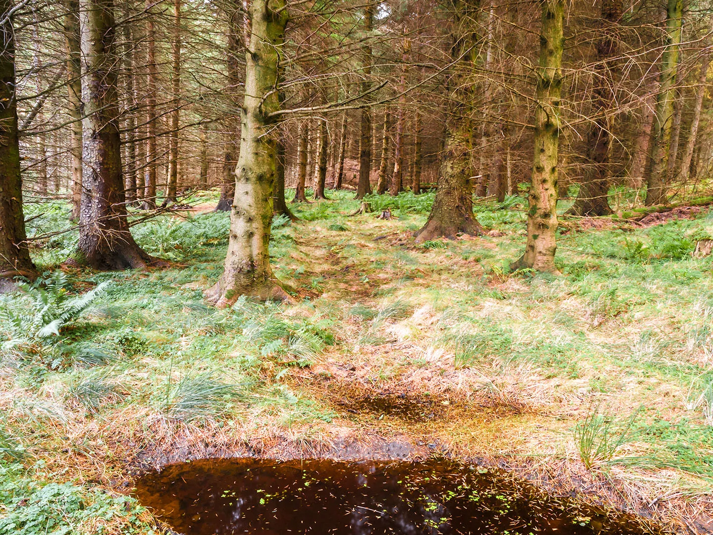 The Sma’ Glen Trail